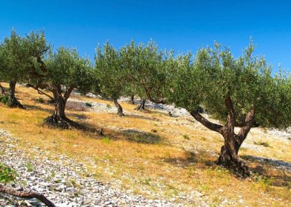Bild: Olivenbäume
