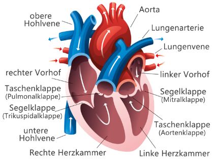 Grafik: Blutfluss im Herz