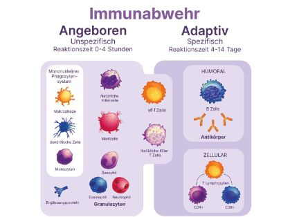 Grafik: Die Zellen des Immunsystems