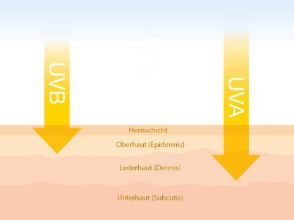 Grafik: Wirkung der UV-Strahlung auf die Haut