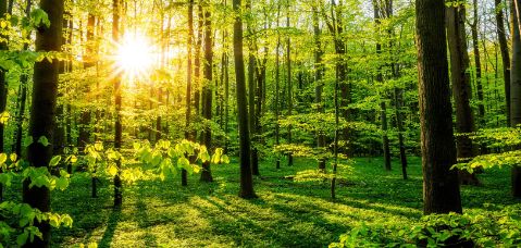 Bild: Wald mit Sonne