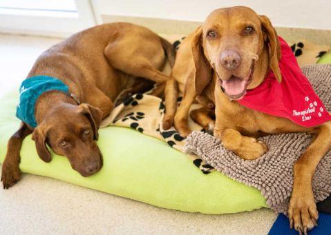 Bild: Hunde aus der tiergestützten Therapie in Bad König