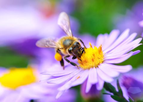 Bild: Biene auf Blüte
